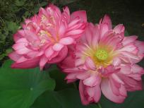thumb_486-Quans-Lotus-flowers