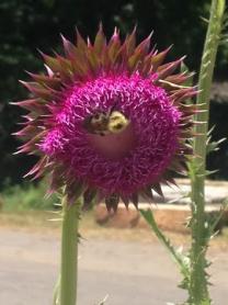 thumb_558-Walk-for-Suicide--Bee--Thistle