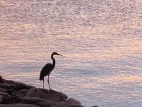 thumb_769-a-Great-Blue-Heron-at-sunrise