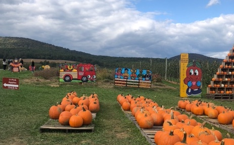 Pumpkins out in an area