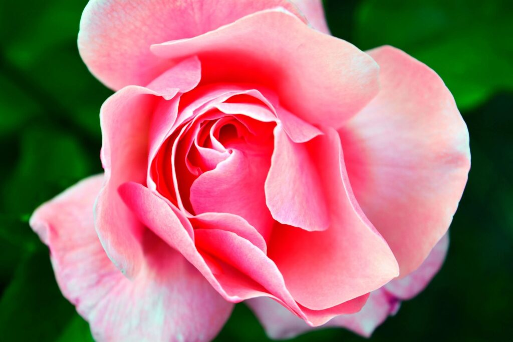 Petals of a pink flower