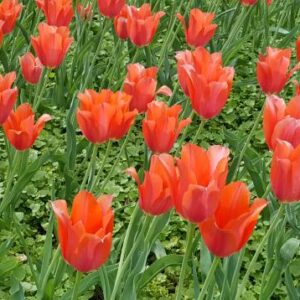 big_686-tulips