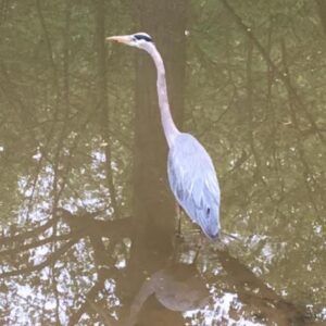 big_688-Bird-on-Canal