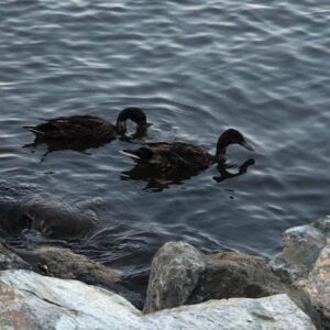big_778-Duck-couple blog-4