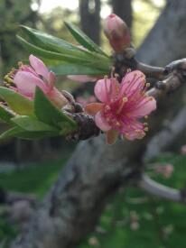 thumb_448-Peach-Blossoms