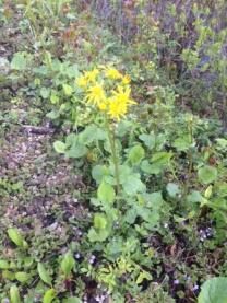 thumb_492-Dandelion-on-the-Canal