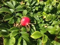 thumb_508-Peaks-Islands-Rose-Hip