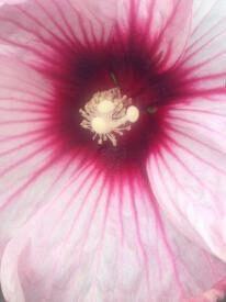 thumb_567-Inside-a-Hibiscus