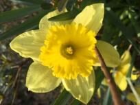 thumb_611-A-Daffodil-for-Chitra